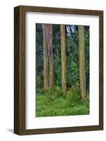 Rainbow Eucalyptus Trees (Eucalyptus Deglupta)-Terry Eggers-Framed Photographic Print