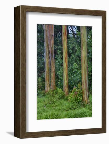 Rainbow Eucalyptus Trees (Eucalyptus Deglupta)-Terry Eggers-Framed Photographic Print
