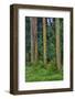 Rainbow Eucalyptus Trees (Eucalyptus Deglupta)-Terry Eggers-Framed Photographic Print