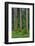 Rainbow Eucalyptus Trees (Eucalyptus Deglupta)-Terry Eggers-Framed Photographic Print