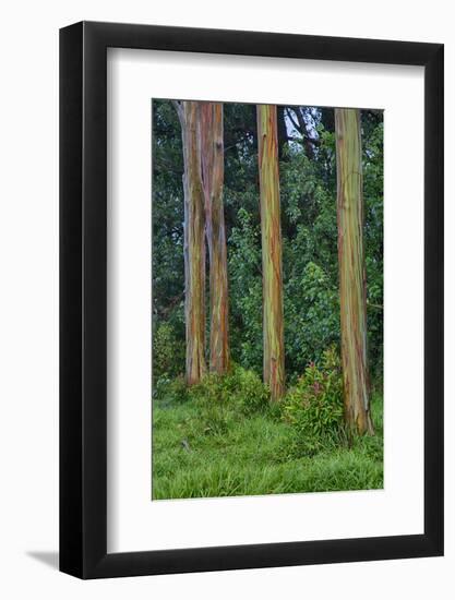 Rainbow Eucalyptus Trees (Eucalyptus Deglupta)-Terry Eggers-Framed Photographic Print