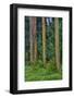 Rainbow Eucalyptus Trees (Eucalyptus Deglupta)-Terry Eggers-Framed Photographic Print