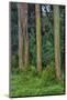 Rainbow Eucalyptus Trees (Eucalyptus Deglupta)-Terry Eggers-Mounted Photographic Print