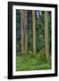 Rainbow Eucalyptus Trees (Eucalyptus Deglupta)-Terry Eggers-Framed Photographic Print