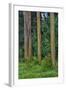 Rainbow Eucalyptus Trees (Eucalyptus Deglupta)-Terry Eggers-Framed Photographic Print