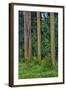 Rainbow Eucalyptus Trees (Eucalyptus Deglupta)-Terry Eggers-Framed Photographic Print