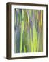 Rainbow Eucalyptus Trunk Near Hana, Maui, Hawaii, Usa-Rob Tilley-Framed Photographic Print