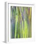 Rainbow Eucalyptus Trunk Near Hana, Maui, Hawaii, Usa-Rob Tilley-Framed Photographic Print