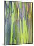 Rainbow Eucalyptus Trunk Near Hana, Maui, Hawaii, Usa-Rob Tilley-Mounted Photographic Print