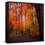 Rainbow Fall-Philippe Sainte-Laudy-Framed Stretched Canvas