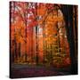 Rainbow Fall-Philippe Sainte-Laudy-Stretched Canvas