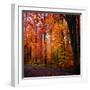 Rainbow Fall-Philippe Sainte-Laudy-Framed Premium Photographic Print