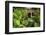 Rainbow Falls, Wailuku River State Park Hilo, Big Island, Hawaii, USA-Stuart Westmorland-Framed Photographic Print