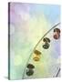 Rainbow Ferris Wheel V-Sylvia Coomes-Stretched Canvas