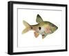 Rainbow Fish III-Emma Scarvey-Framed Art Print