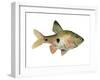 Rainbow Fish III-Emma Scarvey-Framed Art Print
