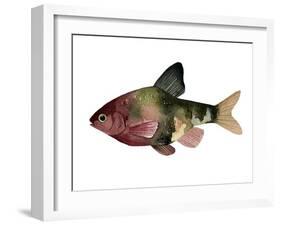 Rainbow Fish IV-Emma Scarvey-Framed Art Print