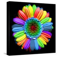 Rainbow Flower-Magda Indigo-Stretched Canvas