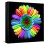 Rainbow Flower-Magda Indigo-Framed Stretched Canvas