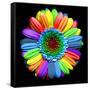 Rainbow Flower-Magda Indigo-Framed Stretched Canvas