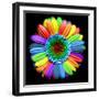 Rainbow Flower-Magda Indigo-Framed Photographic Print