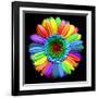Rainbow Flower-Magda Indigo-Framed Photographic Print