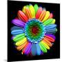 Rainbow Flower-Magda Indigo-Mounted Photographic Print