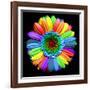 Rainbow Flower-Magda Indigo-Framed Photographic Print