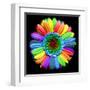 Rainbow Flower-Magda Indigo-Framed Premium Photographic Print