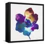 Rainbow Flower-Paulo Romero-Framed Stretched Canvas