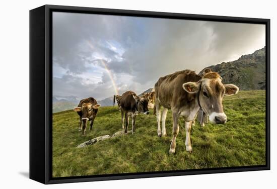 Rainbow Frames a Herd of Cows Grazing in the Green Pastures of Campagneda Alp, Valtellina, Italy-Roberto Moiola-Framed Stretched Canvas