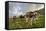 Rainbow Frames a Herd of Cows Grazing in the Green Pastures of Campagneda Alp, Valtellina, Italy-Roberto Moiola-Framed Stretched Canvas