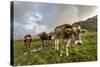 Rainbow Frames a Herd of Cows Grazing in the Green Pastures of Campagneda Alp, Valtellina, Italy-Roberto Moiola-Stretched Canvas