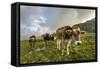 Rainbow Frames a Herd of Cows Grazing in the Green Pastures of Campagneda Alp, Valtellina, Italy-Roberto Moiola-Framed Stretched Canvas