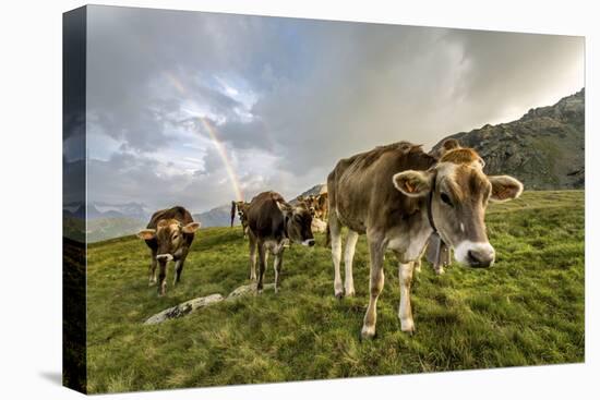 Rainbow Frames a Herd of Cows Grazing in the Green Pastures of Campagneda Alp, Valtellina, Italy-Roberto Moiola-Stretched Canvas