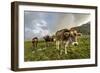 Rainbow Frames a Herd of Cows Grazing in the Green Pastures of Campagneda Alp, Valtellina, Italy-Roberto Moiola-Framed Photographic Print