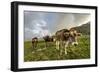 Rainbow Frames a Herd of Cows Grazing in the Green Pastures of Campagneda Alp, Valtellina, Italy-Roberto Moiola-Framed Photographic Print