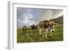 Rainbow Frames a Herd of Cows Grazing in the Green Pastures of Campagneda Alp, Valtellina, Italy-Roberto Moiola-Framed Photographic Print