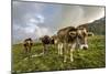 Rainbow Frames a Herd of Cows Grazing in the Green Pastures of Campagneda Alp, Valtellina, Italy-Roberto Moiola-Mounted Photographic Print