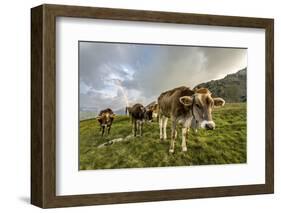 Rainbow Frames a Herd of Cows Grazing in the Green Pastures of Campagneda Alp, Valtellina, Italy-Roberto Moiola-Framed Photographic Print