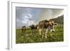 Rainbow Frames a Herd of Cows Grazing in the Green Pastures of Campagneda Alp, Valtellina, Italy-Roberto Moiola-Framed Photographic Print