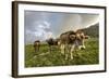 Rainbow Frames a Herd of Cows Grazing in the Green Pastures of Campagneda Alp, Valtellina, Italy-Roberto Moiola-Framed Photographic Print