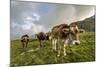 Rainbow Frames a Herd of Cows Grazing in the Green Pastures of Campagneda Alp, Valtellina, Italy-Roberto Moiola-Mounted Photographic Print