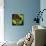 Rainbow Frog-null-Mounted Art Print displayed on a wall