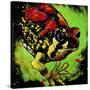 Rainbow Frog-null-Stretched Canvas