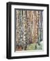 Rainbow Grove 1-Norman Wyatt Jr.-Framed Art Print