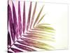 Rainbow Leaf-Donnie Quillen-Stretched Canvas