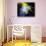 Rainbow Lily-Scott Peck-Stretched Canvas displayed on a wall