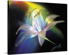 Rainbow Lily-Scott Peck-Stretched Canvas