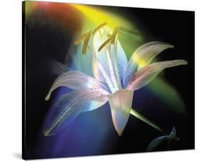 Rainbow Lily-Scott Peck-Stretched Canvas